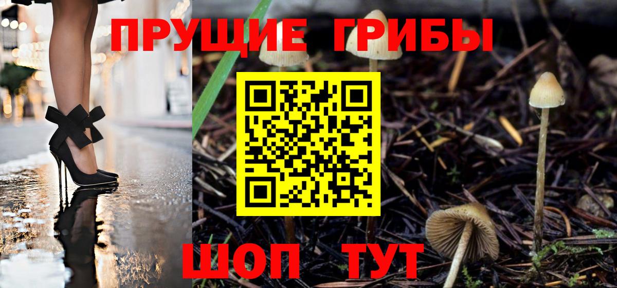 Костомукша  Галлюциногенные грибы Psilocybine cubensis  Вход с VPN 